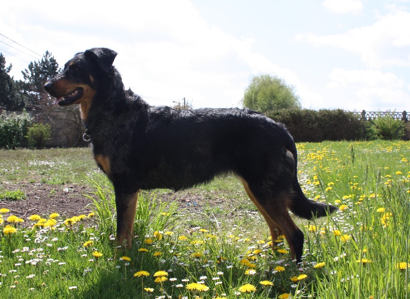 Fierté blue des Anges de L'Ardilliere